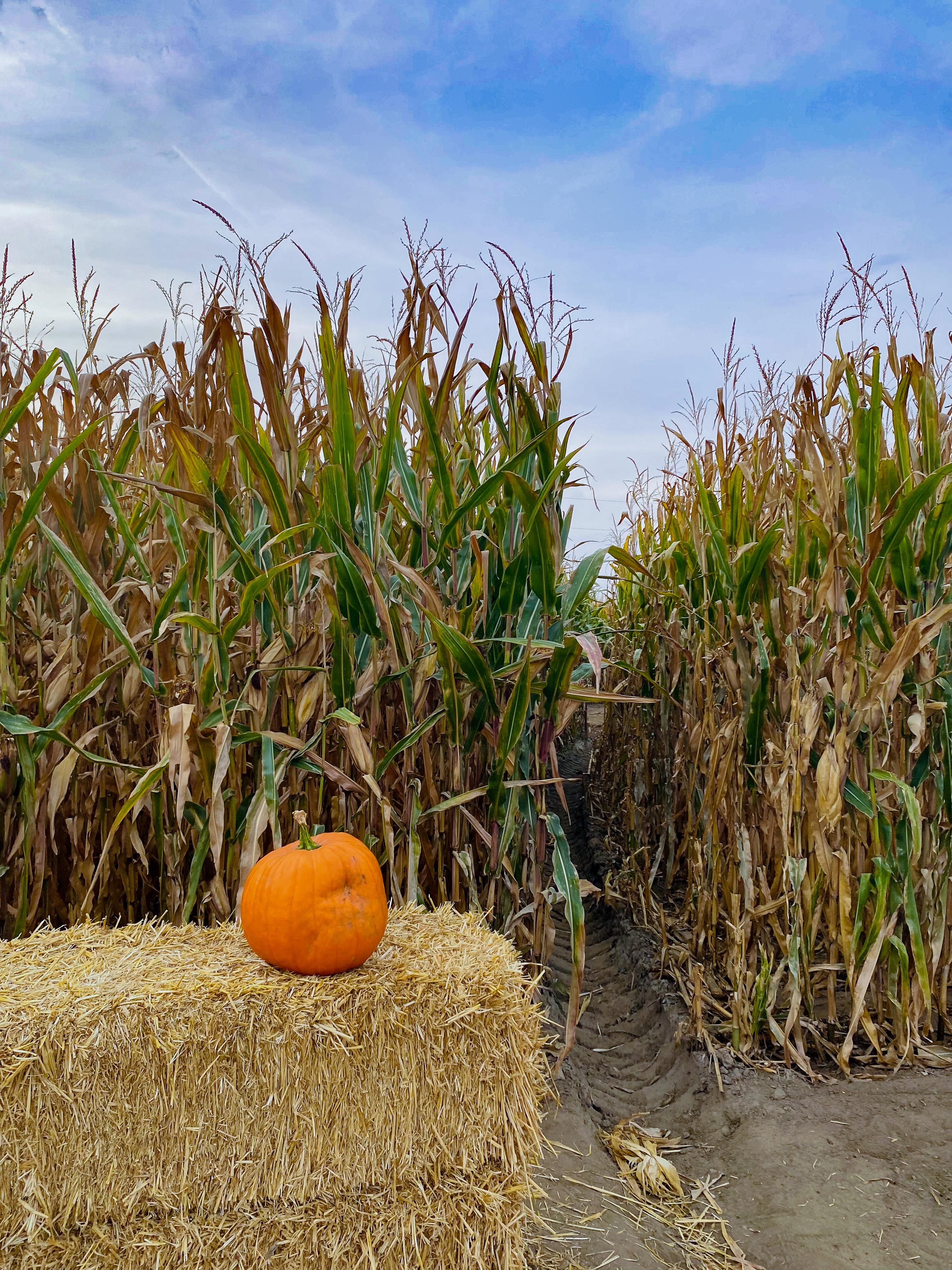 A single pumkin on a bale hay in front of corn maze entrance