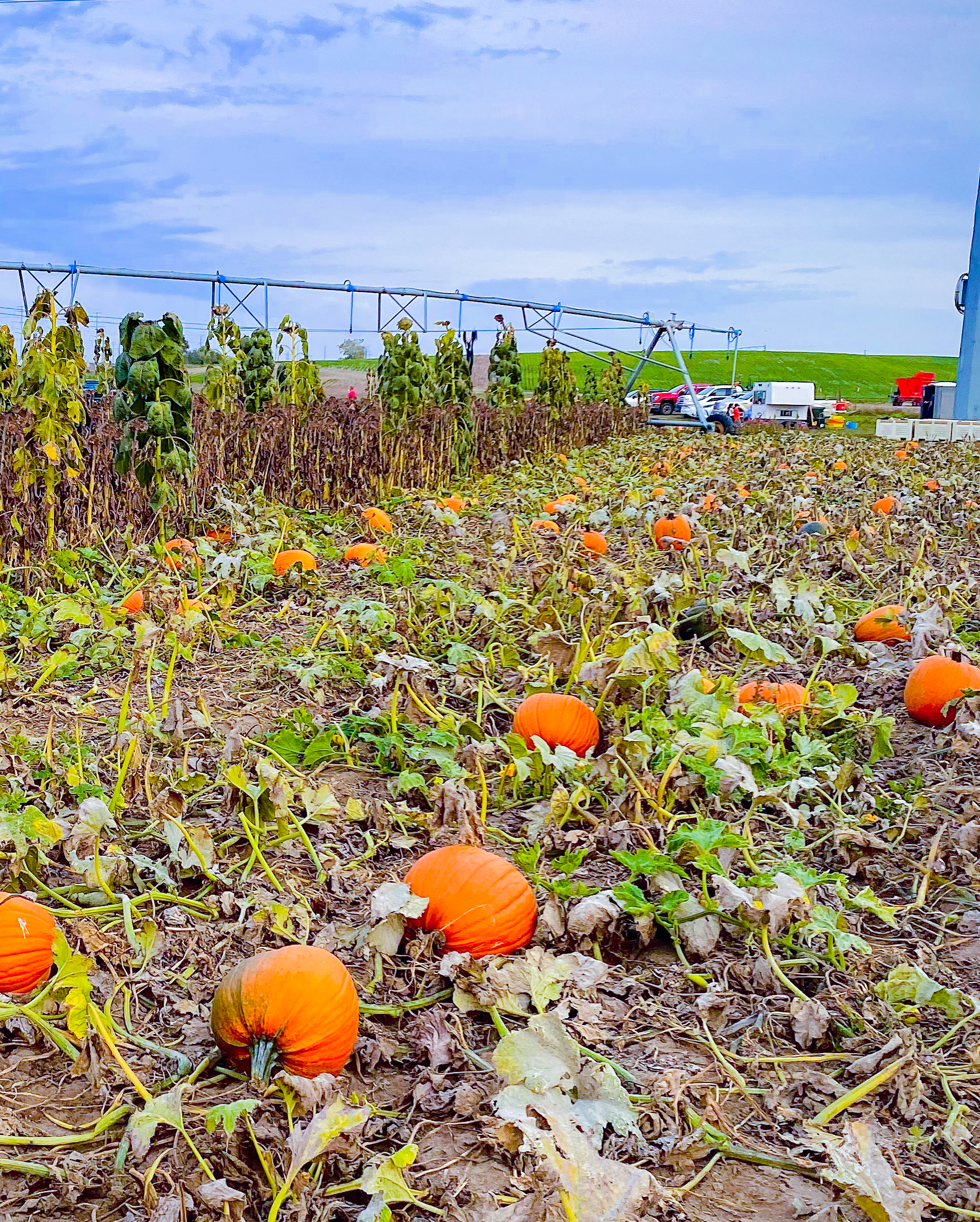 View of a field of pumkins with corn crops in the background